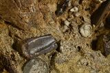 Dinosaur Tendons, Teeth, and Bones in Sandstone - Wyoming #302855-3